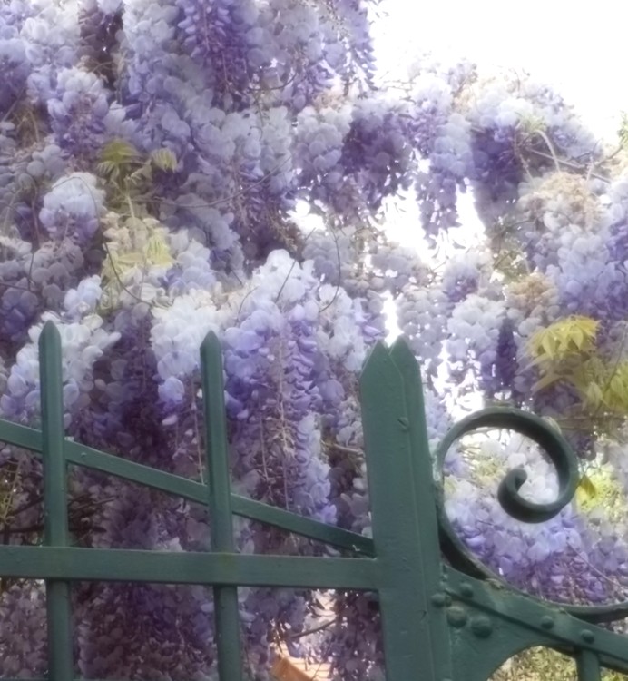 WISTERIA