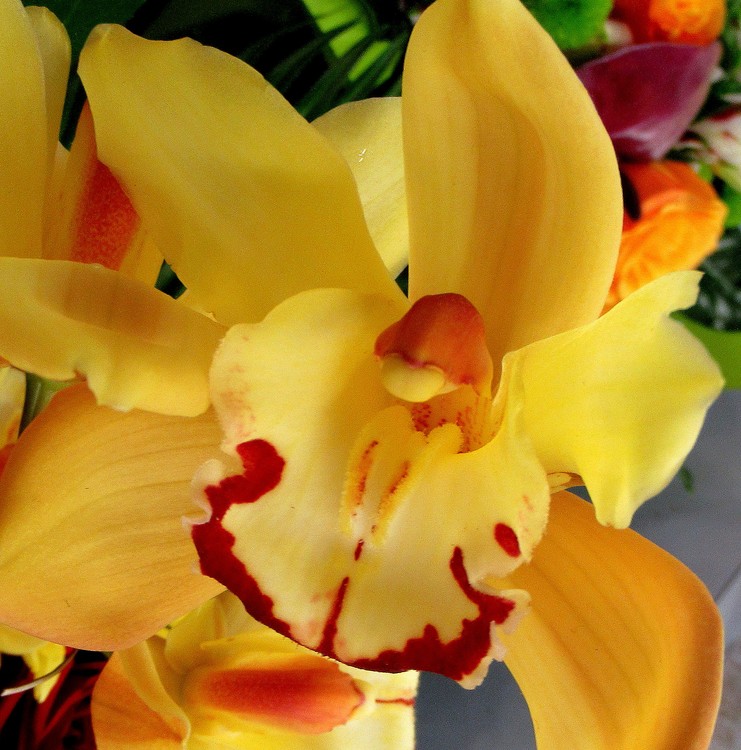 YELLOW ORCHID