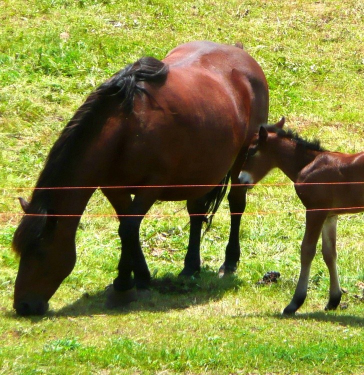 TENDERNESS