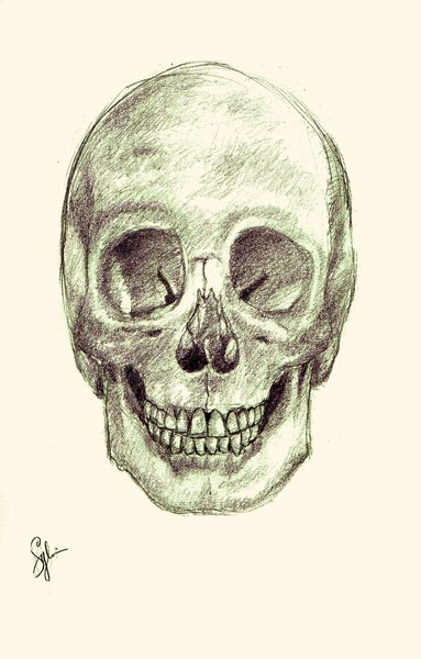 skull (human anatomy)