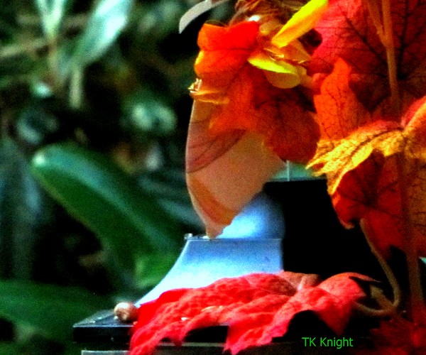 Cardinals-hmmph! the leaf became one