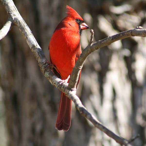 Cardinal