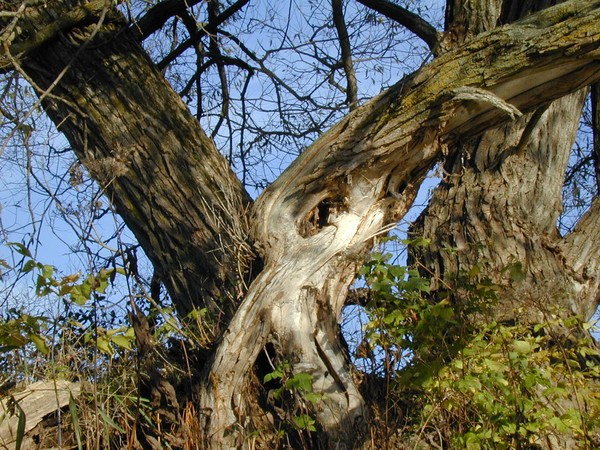 Weeping Willow