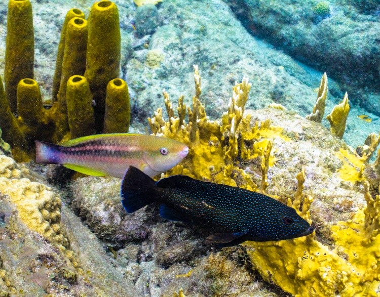The Princess and the Grouper