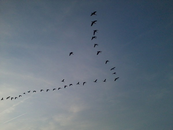Migration Formation