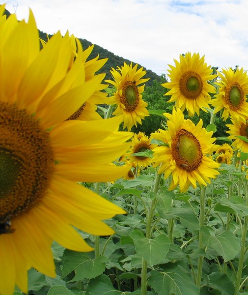 Girasoli 1