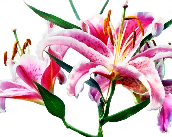 Stargazer Lily