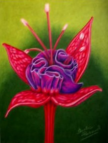 Fuchsia flower