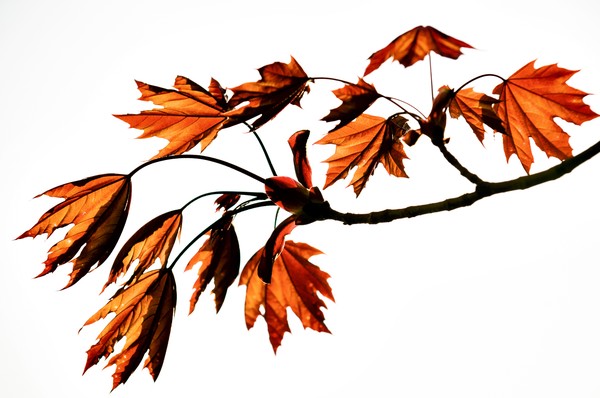 AWredmaple
