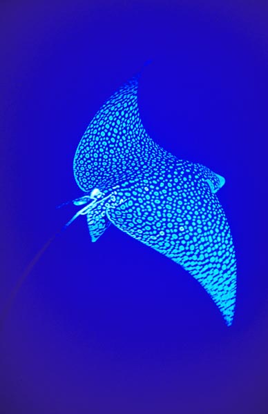 Eagleray