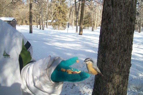 feeding bird