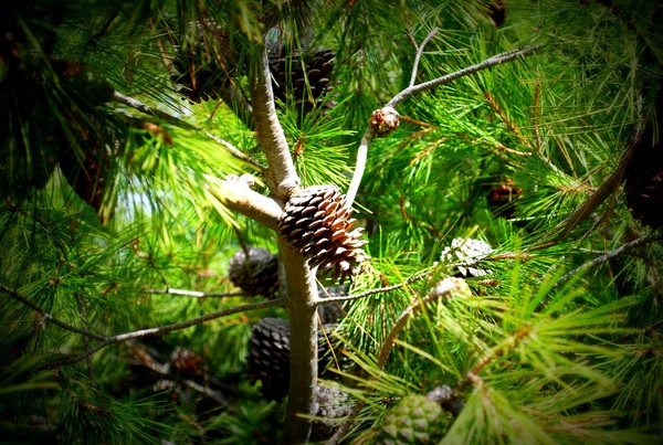 Cone