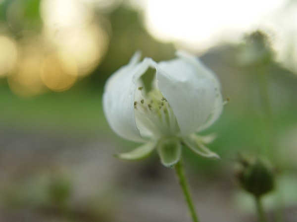 Delicate