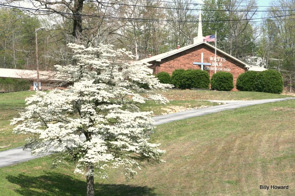 Dogwood