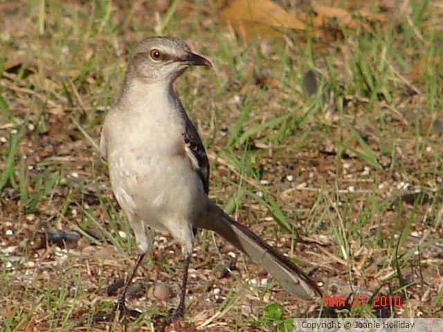 LISTEN TO THE MOCKING BIRD, PHOTO