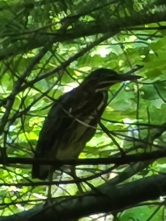 BITTERN