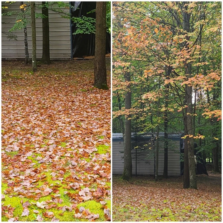 HERE'S ONE REALLY LOSING IT'S LEAVES.