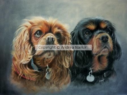 SpanielsWeb