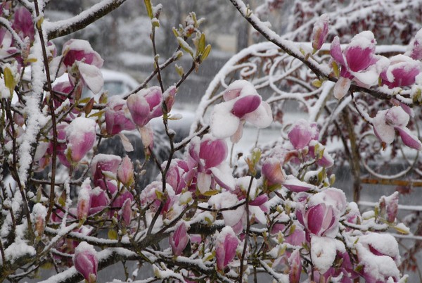 Springtime In Seattle