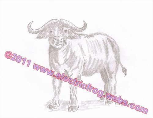 Buffalo