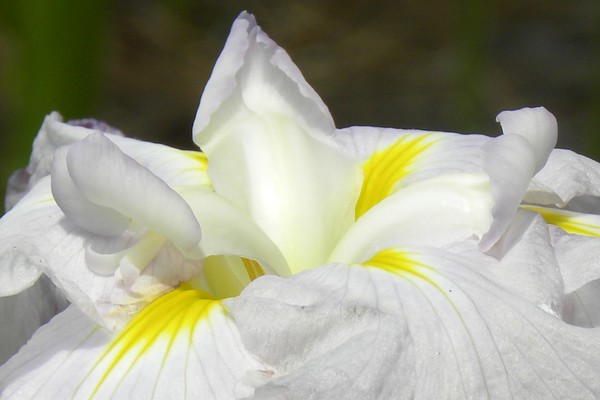 White Iris