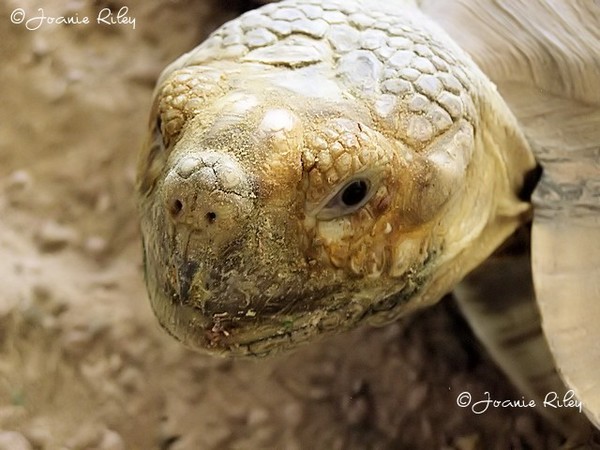 Mr.Turtle