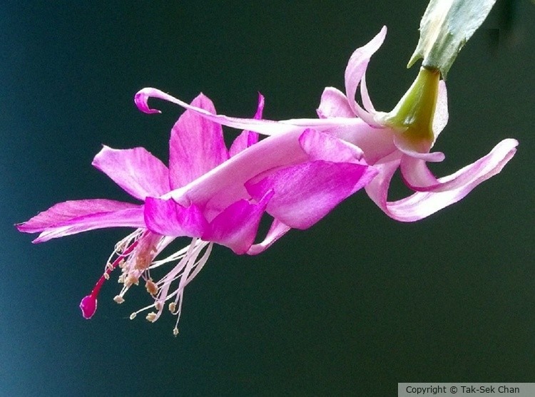 Christmas Cactus (Schlumbergera sp.), HB, 11-20-2022