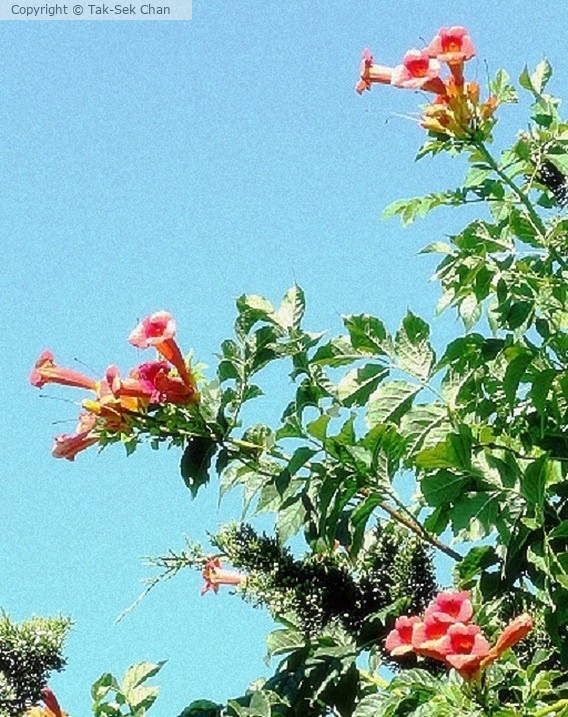 Trumpet Creeper (Campsis radicans), JBWR, 08-03-2016
