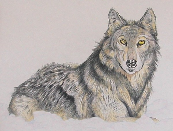 Watchful Eyes