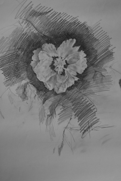 Tree peony