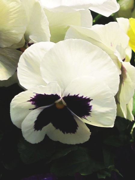 Pansy power