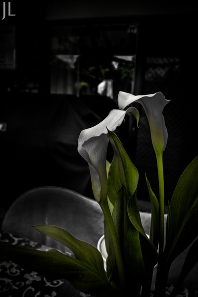 Lilly 001