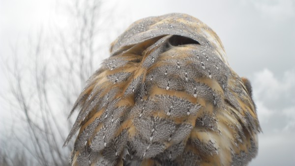 Owls and birds of prey 09
