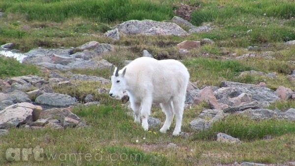 Mt. Evans Wildlife