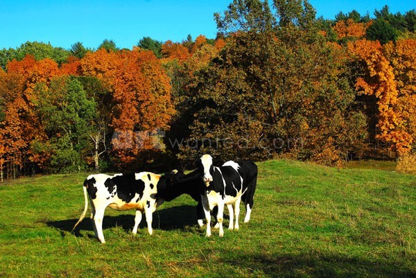Curious Cows IV