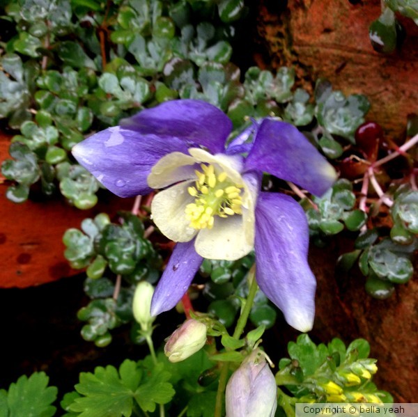 aquilegia bloom 2