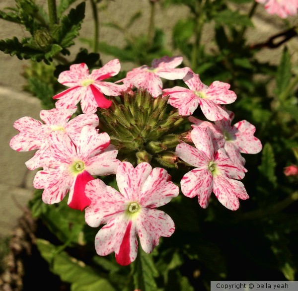 verbena