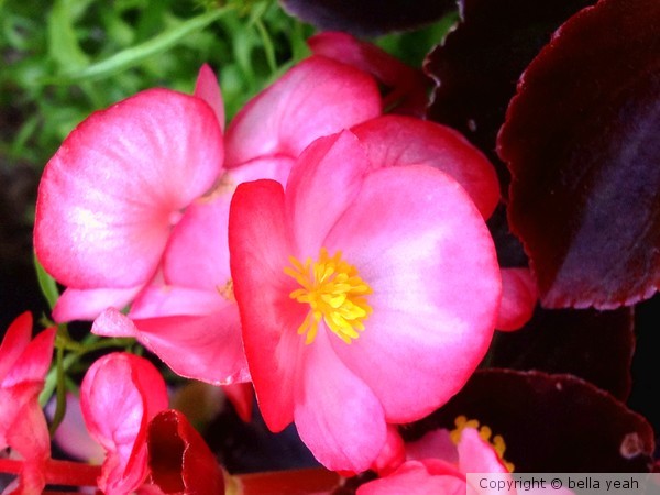 pink begonia