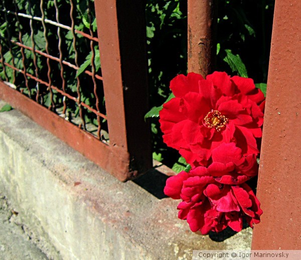 A little rose watches the world
