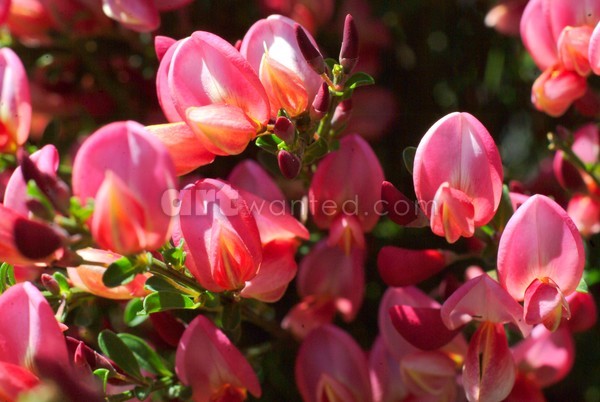 Pink Flowers