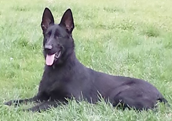HANDSOME WOLF