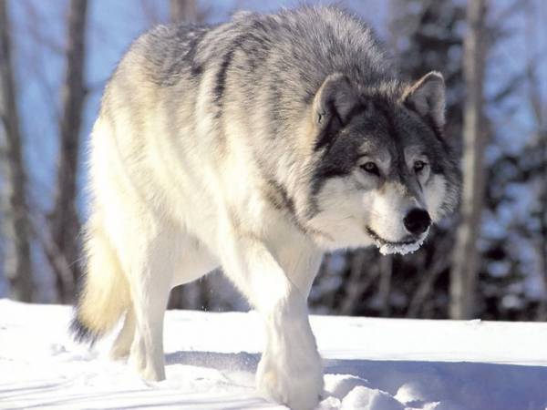wolf