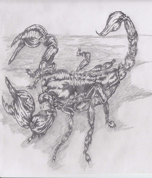 emperor scorpion