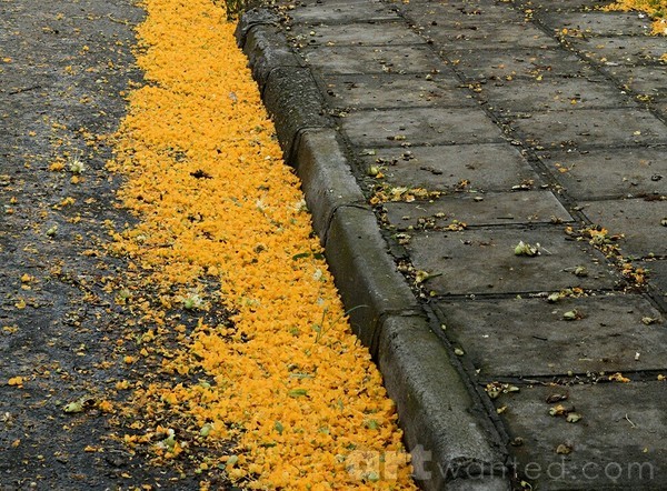 nature's decoration
