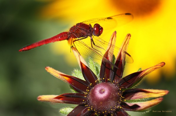 Red Dragonfly