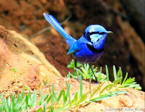 Splendid Blue Wren