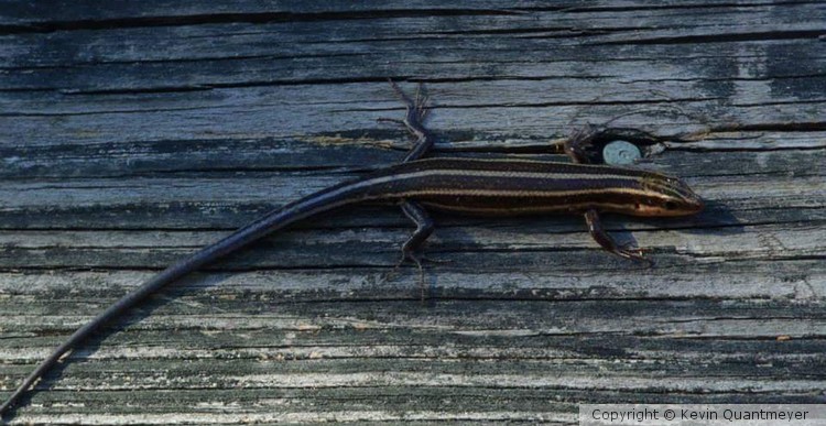 Potomac Skink