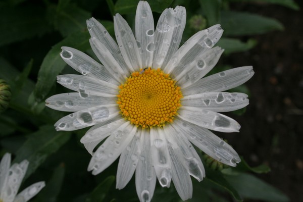 Daisy After A Summer Shower