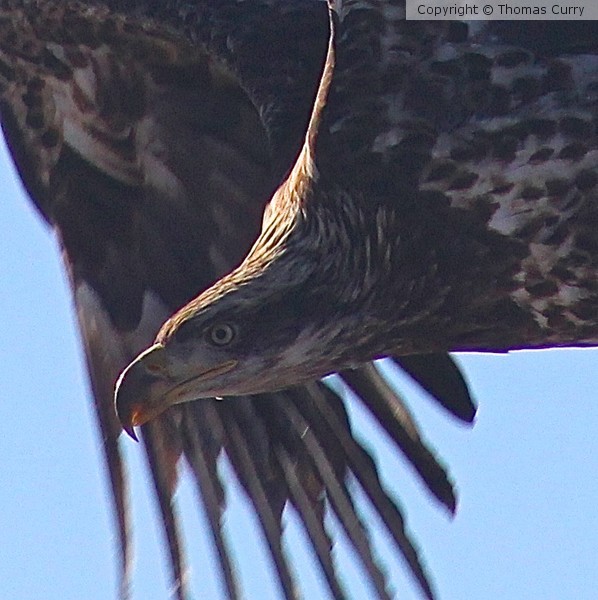 And then, God created Eagles 2