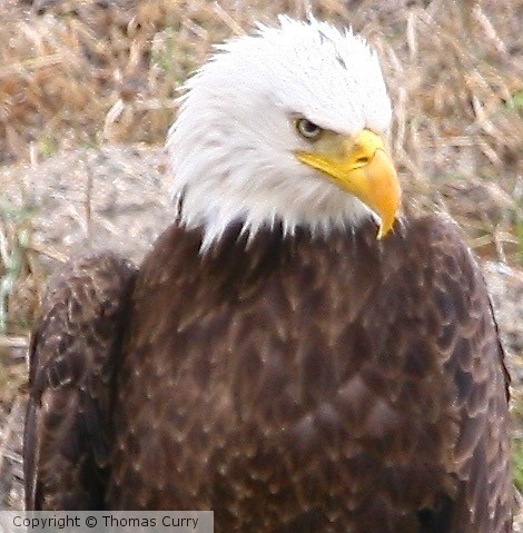 Bald Eagle